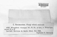 Morchella semilibera image